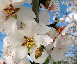 allergies